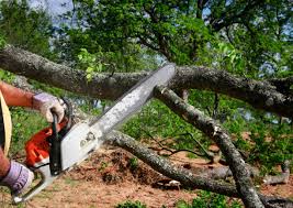 Best Seasonal Cleanup  in Hlsboro, IL